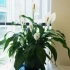 Spathiphyllum wallis: како да се грижите за цвет?